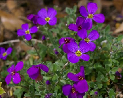 照片, 奥贝雷塔, 孔雀鲷, 奥伯利亚, 