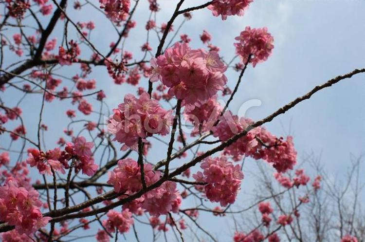 横浜緋桜 サクラ,ピンク,春の写真素材