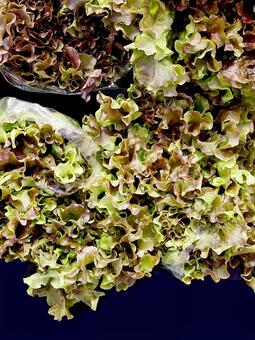 野菜・レタス レタス,サラダ,野菜の写真素材