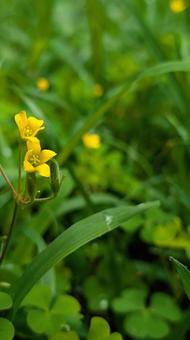 朝露に濡れた黄色のカタバミと葉 朝露に濡れた黄色のカタバミと葉の写真