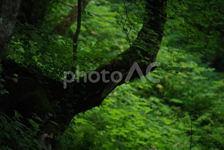 森林の風景 自然,風景,幻想の写真素材