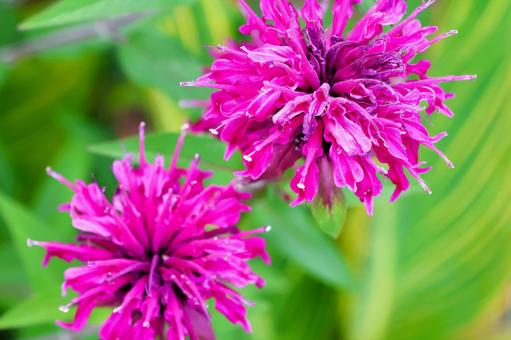 Photo, bergamot, flower, plant, 