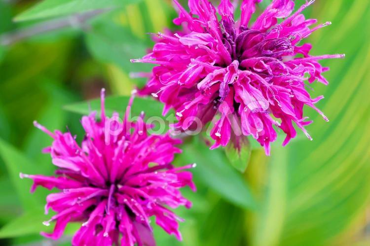 ６月上旬の仏生山公園のベルガモットの花 ベルガモット,花,植物の写真素材