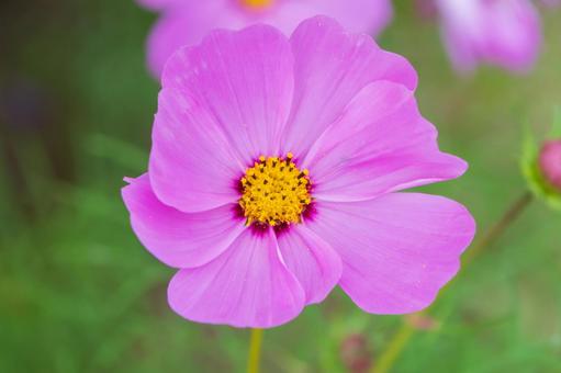 やさしく咲くピンクのコスモス やさしく咲くピンクのコスモス コスモス,花,ピンクの写真素材