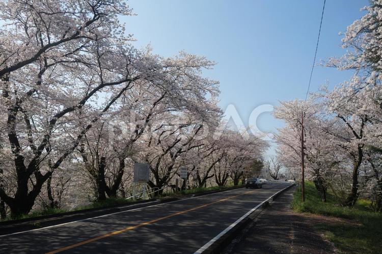 岐阜県笠松町の桜 岐阜,笠松みなと公園,笠松町の写真素材
