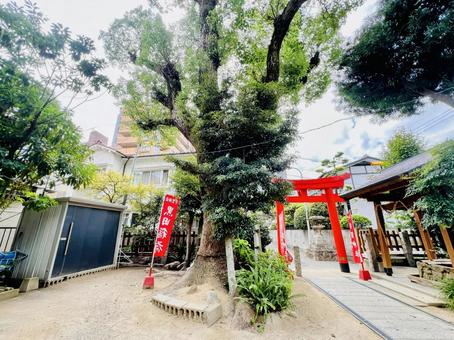 宇佐神宮 宇佐神宮 宇賀神社,黒田稲荷,神社の写真素材