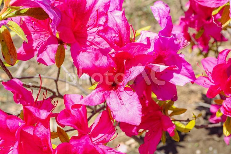 鮮やかなつつじ1 つつじ,花,背景の写真素材