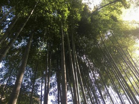 竹林 竹 ちくりん たけ 竹林 竹 ちくりん たけ 竹林,竹,ちくりんの写真素材