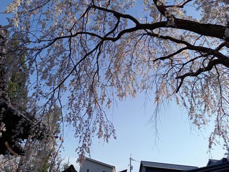 冬の青空に映える住宅地の枝垂れ梅 梅,梅の花,枝垂れ梅の写真素材