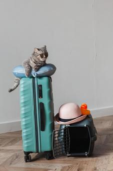 スーツケースの上のネックピローに猫 スーツケースの上のネックピローに猫 猫,ペット,ネックピローの写真素材