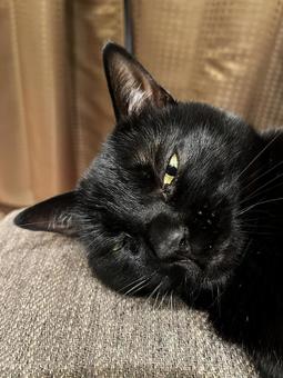 黒猫 黒猫の写真