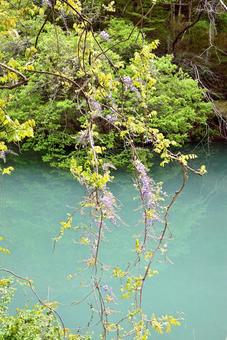 Wisteria flowers blooming on the shore of an unnamed pool, JPG Wisteria flowers blooming on the shore of an unnamed pool, JPG