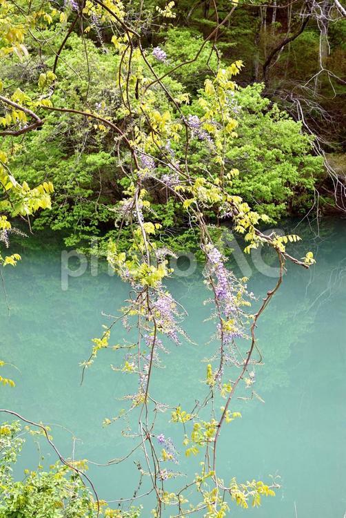 名もなき淵の岸に咲く藤の花 淵,藤の花,風景の写真素材