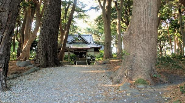 晩秋の御浜岬諸口神社社殿と参道 御浜岬,参道,晩秋の写真素材