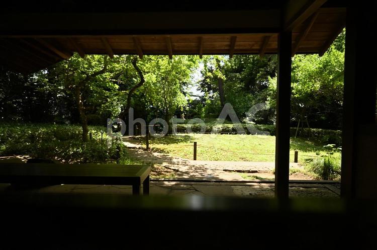 緑生い茂る風景 夏,晴れ,木陰の写真素材