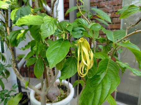 イランイランの花 イランイランの花 ylangylang,黄色い花,熱帯の花の写真素材