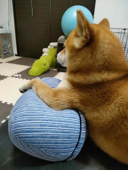 ぬいぐるみにひじ乗せする柴犬 ぬいぐるみにひじ乗せする柴犬の写真