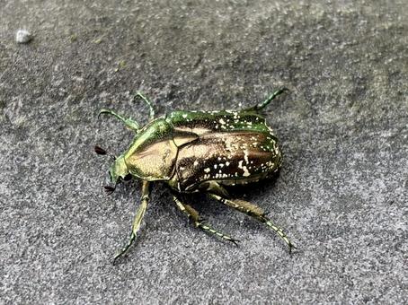 夏の虫 夏の虫 虫,夏,カナブンの写真素材