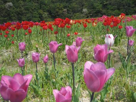 咲き乱れるチューリップ チューリップ,自然,かわいいの写真素材