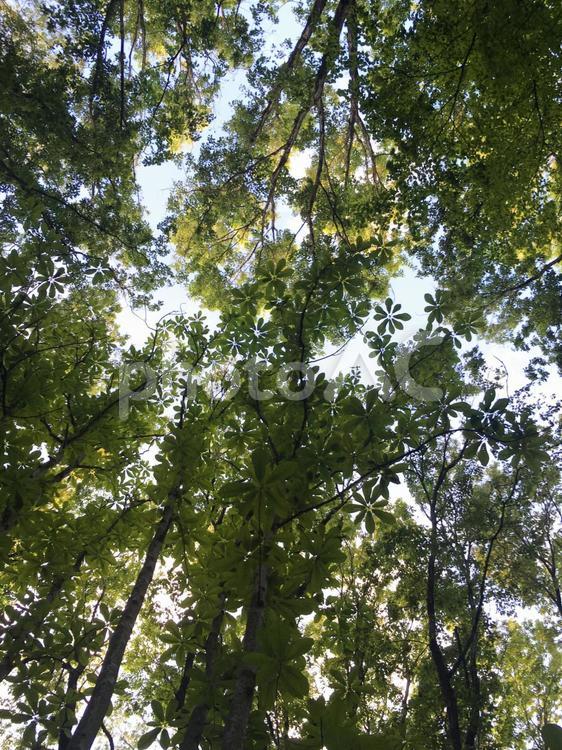 見上げた木々 木,木漏れ日,自然の写真素材