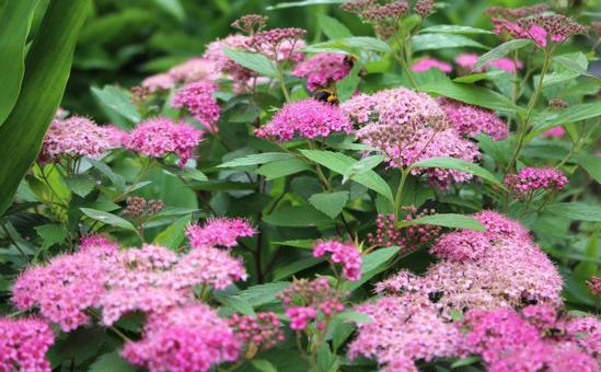 シモツケの花とハチ? シモツケの花とハチ?の写真