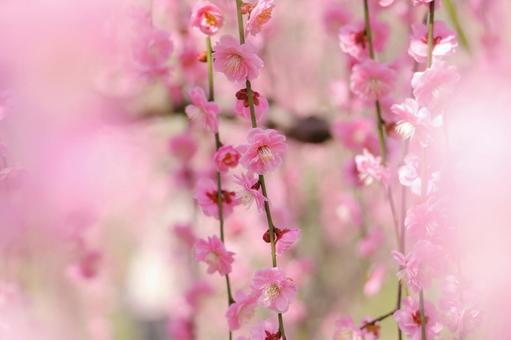 満開の梅の花の写真