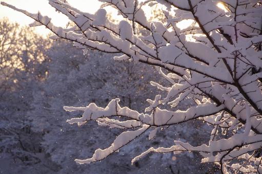 朝の雪景色 朝の雪景色 スターダスト,雪,朝の写真素材