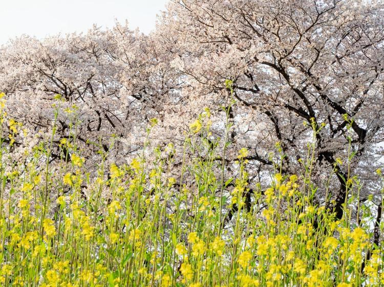 満開の桜と菜の花が咲く春の風景 桜,春,満開の写真素材