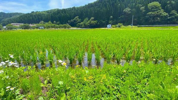 夏の田園風景(石川・白山市) 夏の田園風景(石川・白山市)の写真