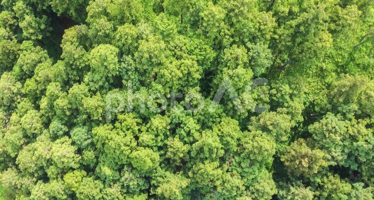 俯瞰から撮影した森 森,俯瞰,空撮の写真素材