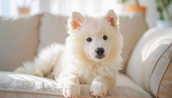 ソファでくつろぐ子犬 ソファでくつろぐ子犬の写真