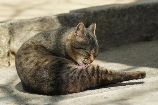 ねこ ねこ にゃんこ,可愛い,野良猫の写真素材