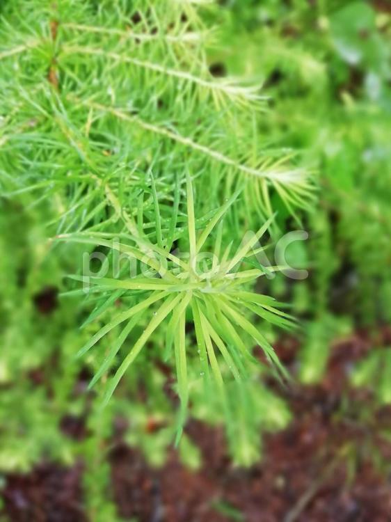もみの木の新芽 新芽,もみの木,テクスチャの写真素材