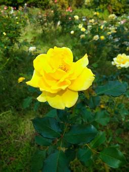 黄色い薔薇 黄色い薔薇の写真