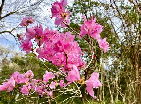 里山の春　アカヤシオの花 アカヤシオ,ツツジ科,ツツジの写真素材