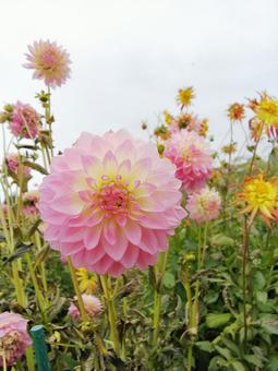 ダリア ピンク ダリア ピンクの写真