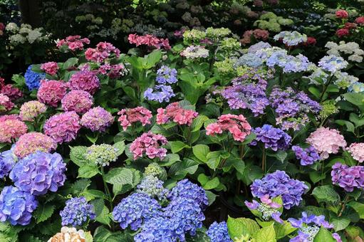 達人村の紫陽花 達人村の紫陽花 アジサイ,紫陽花,あじさいの写真素材