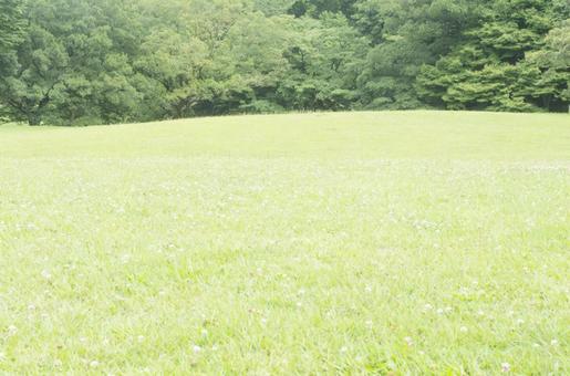 grassland, прерия, трава, дерево, JPG