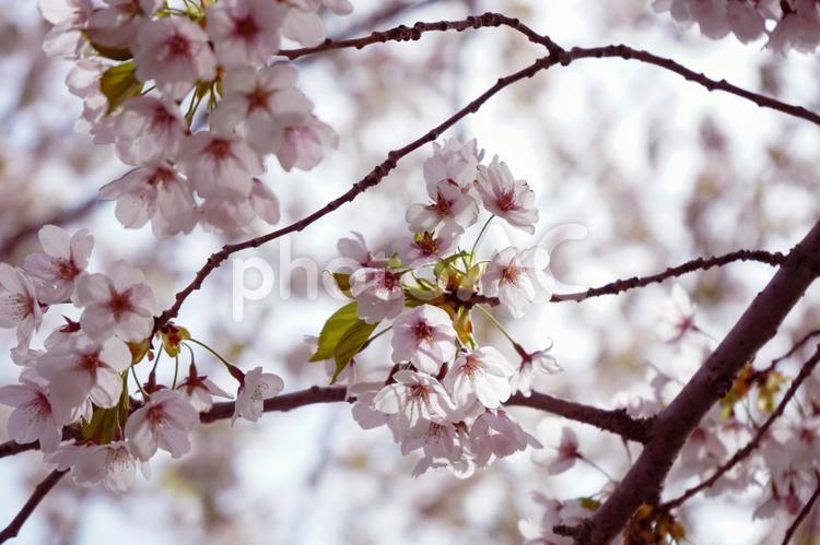 春の日差しを浴びる桜 桜,さくら,サクラの写真素材