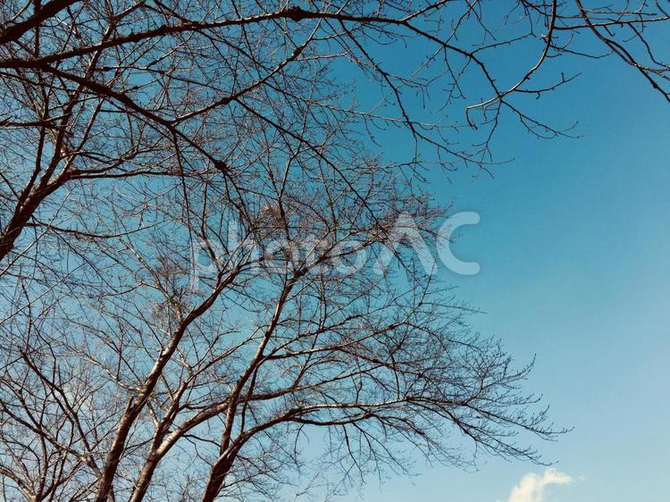 冬の空と木 空,木,冬の写真素材