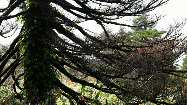 八甲田山の樹木 八甲田山の樹木の写真