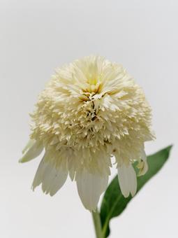 白色のエキナセアの花 白色のエキナセアの花 エキナセア,花,植物の写真素材