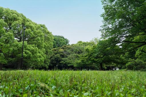 初夏の公園 大宮公園(さいたま市) 初夏の公園 大宮公園(さいたま市)の写真