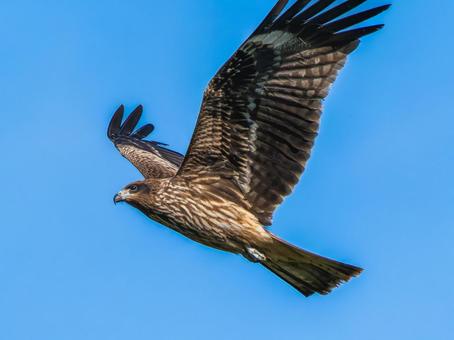 空を飛ぶトビ トビ,鳶,野鳥の写真素材