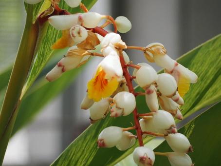 熱帯植物 キフゲットウの花⑤ 熱帯植物 キフゲットウの花⑤ 月桃,花,白い花の写真素材