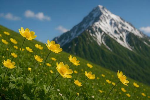 野花咲く山岳風景 野花咲く山岳風景の写真