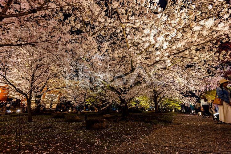 京都府　春の東寺・桜風景　 東寺,桜,夜桜の写真素材
