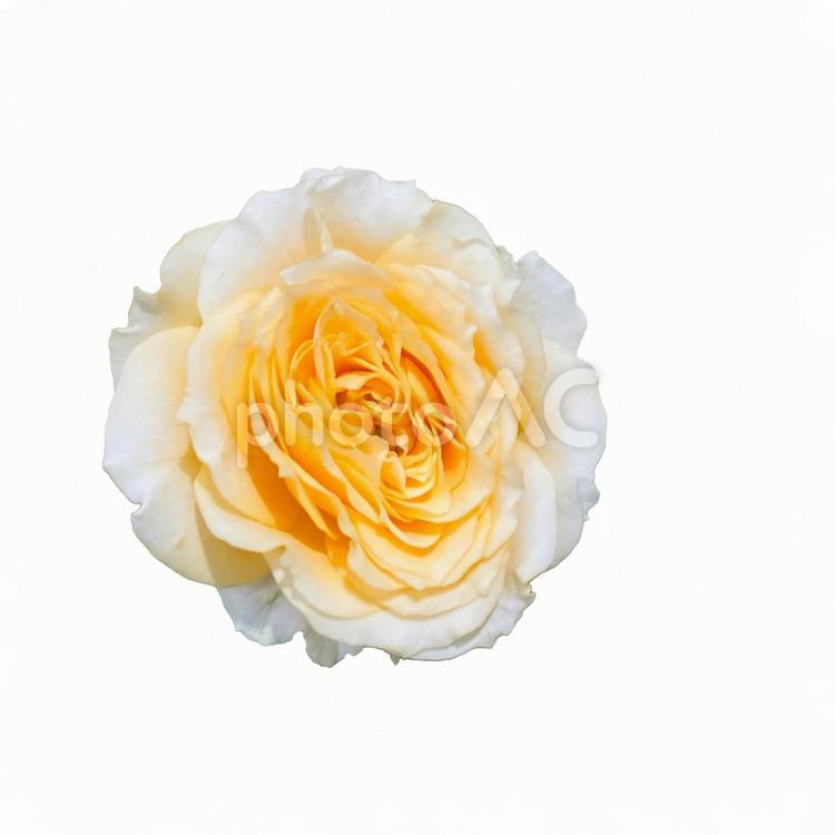 素材画像　薔薇　イエロー　PSD バラ,薔薇,切り抜きの写真素材