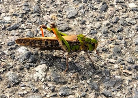 トノサマバッタ バッタ,トノサマバッタ,昆虫の写真素材