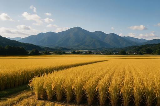 収穫間近の田んぼと遠くの山並み 収穫間近の田んぼと遠くの山並みの写真